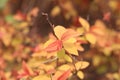 Red leaves heatherÃ¯Â¼ËPhotiniax fraseriÃ¯Â¼â°